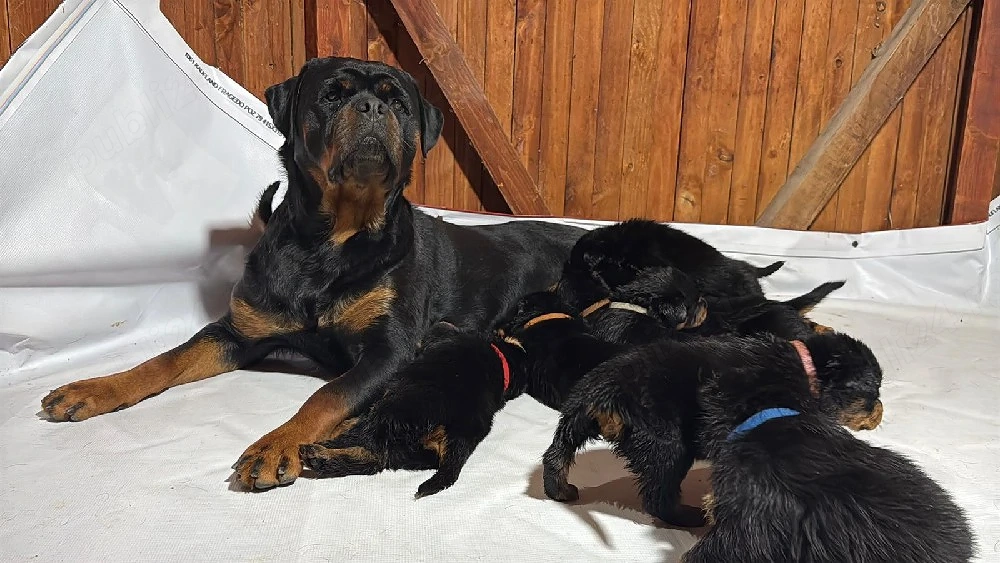 pui rottweiler cu pedigree