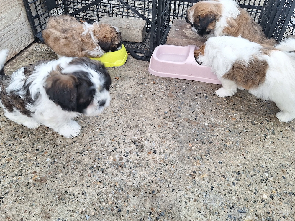 Cățeluși Shih Tzu 