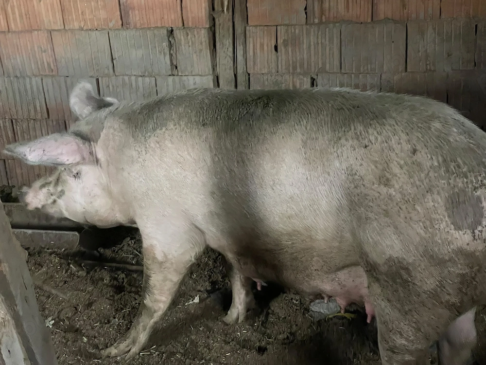 Scroafa cu purcei de vânzare 