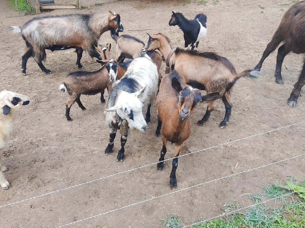 capre si țapi alpina francezi