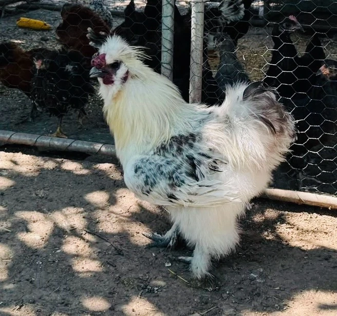 Cocos de Mătase Japoneză (Silkie)