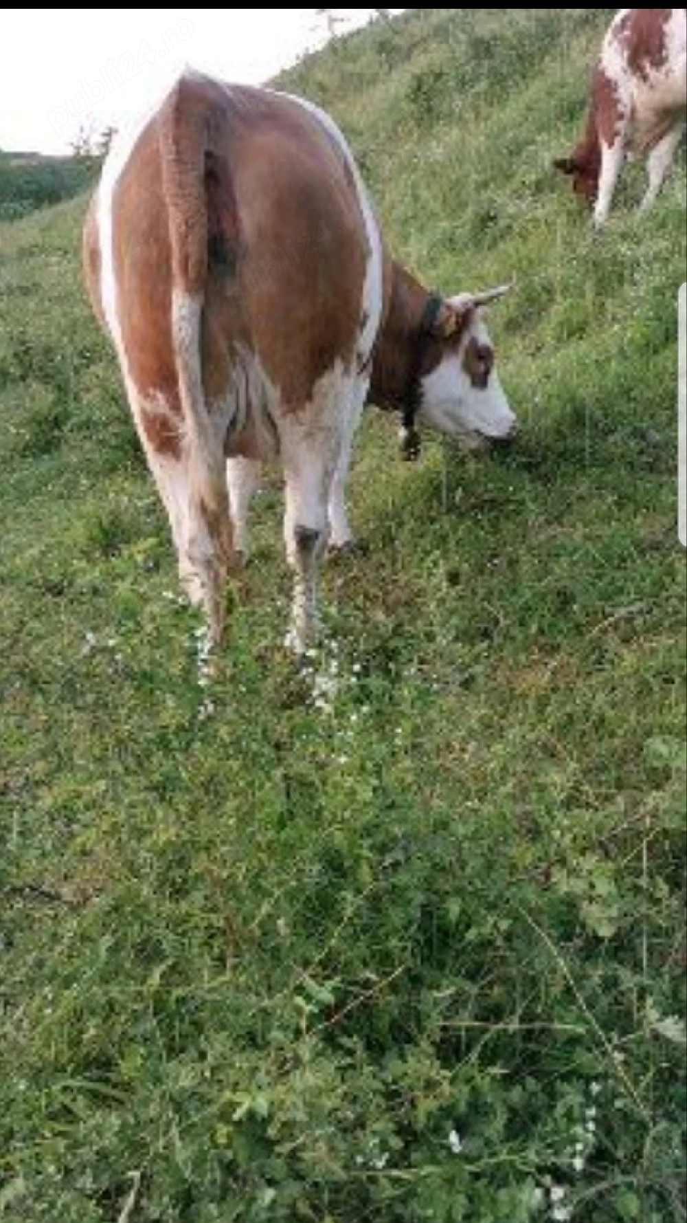 juninca Baltata Românească 