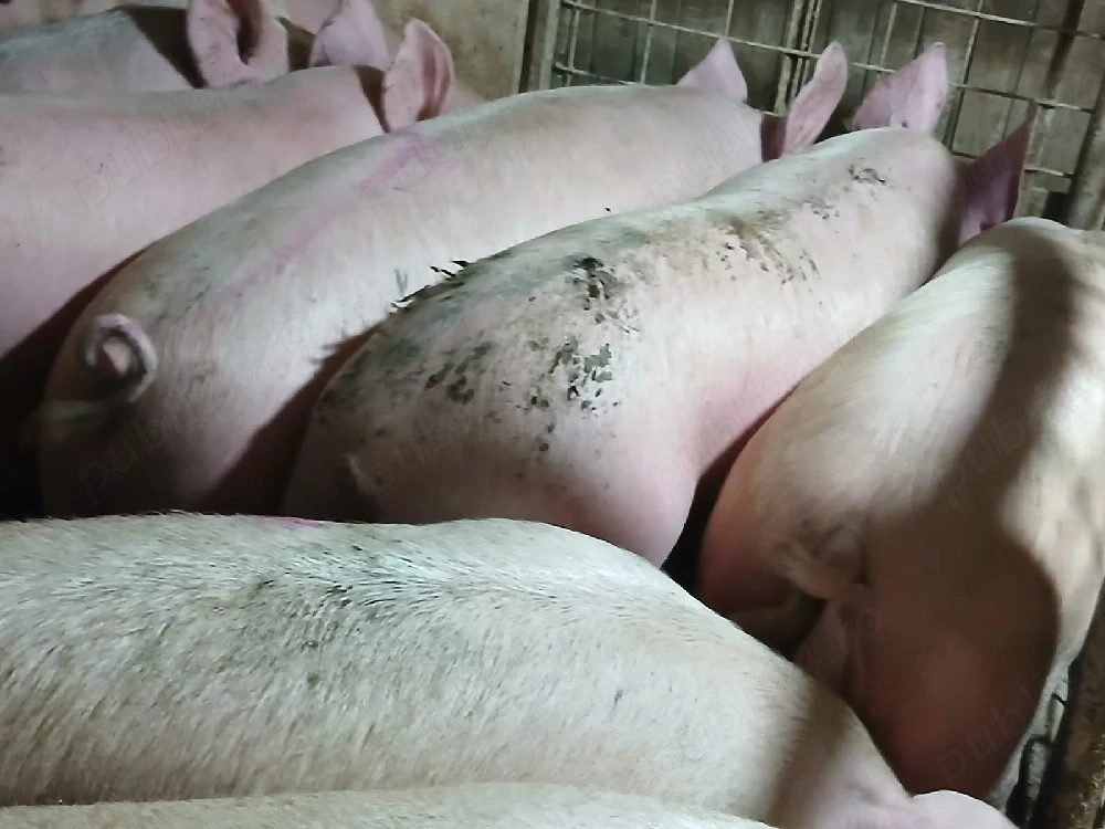 porci de carne 