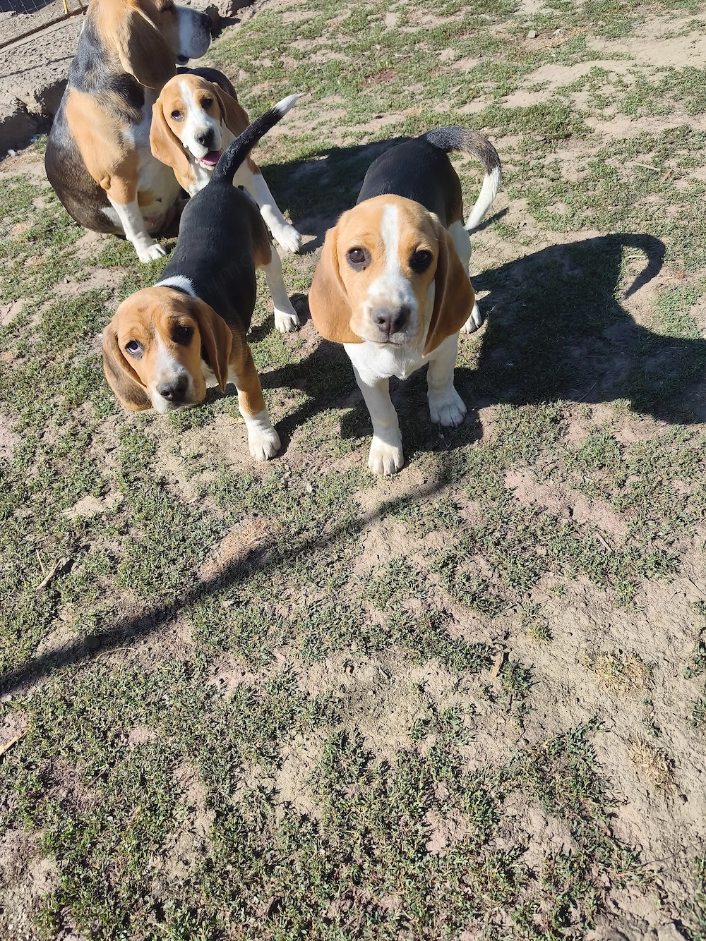 Vând 3 beagle jucăuși cu vârsta de 3 luni