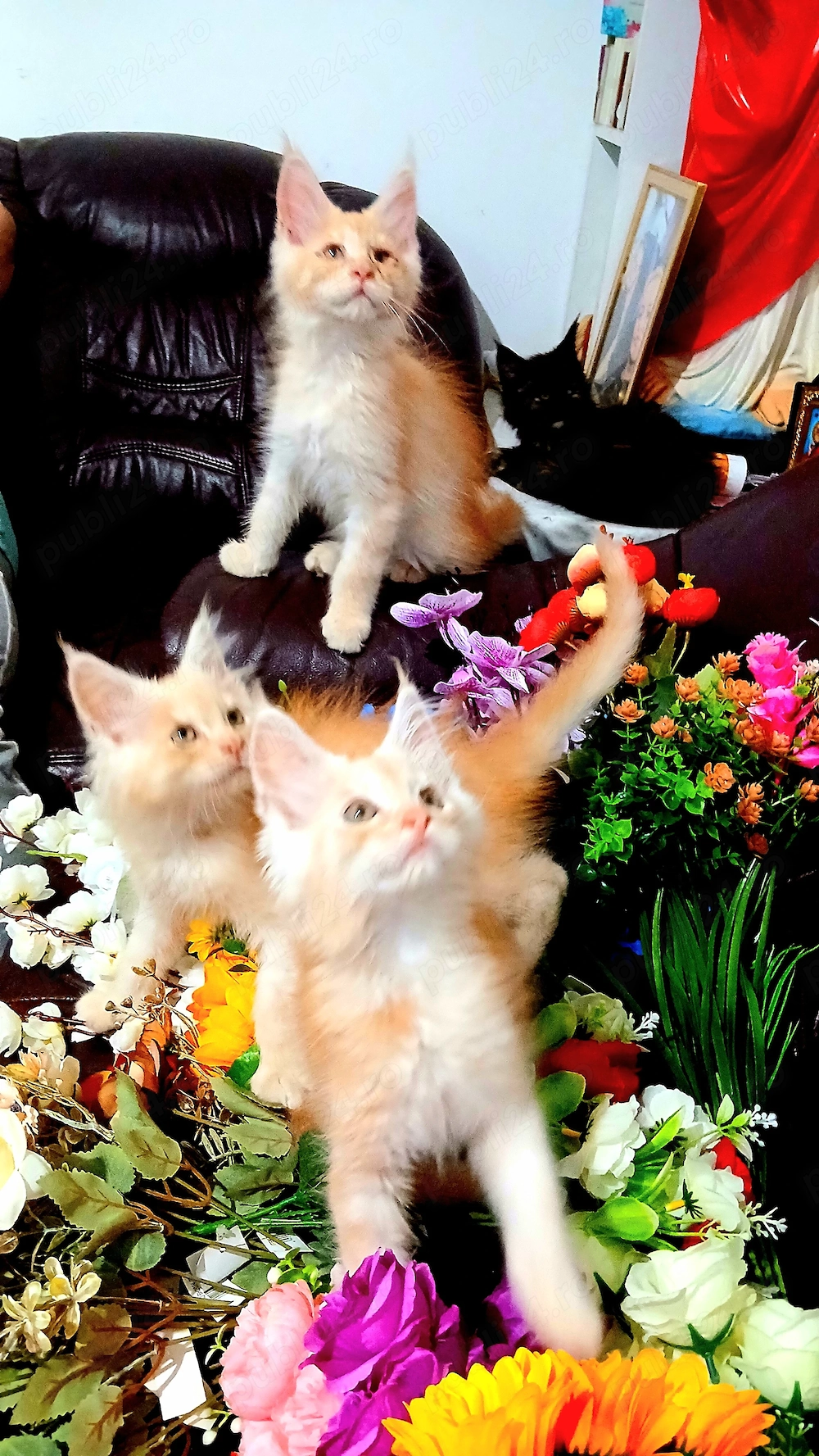 Baietel Maine Coon!