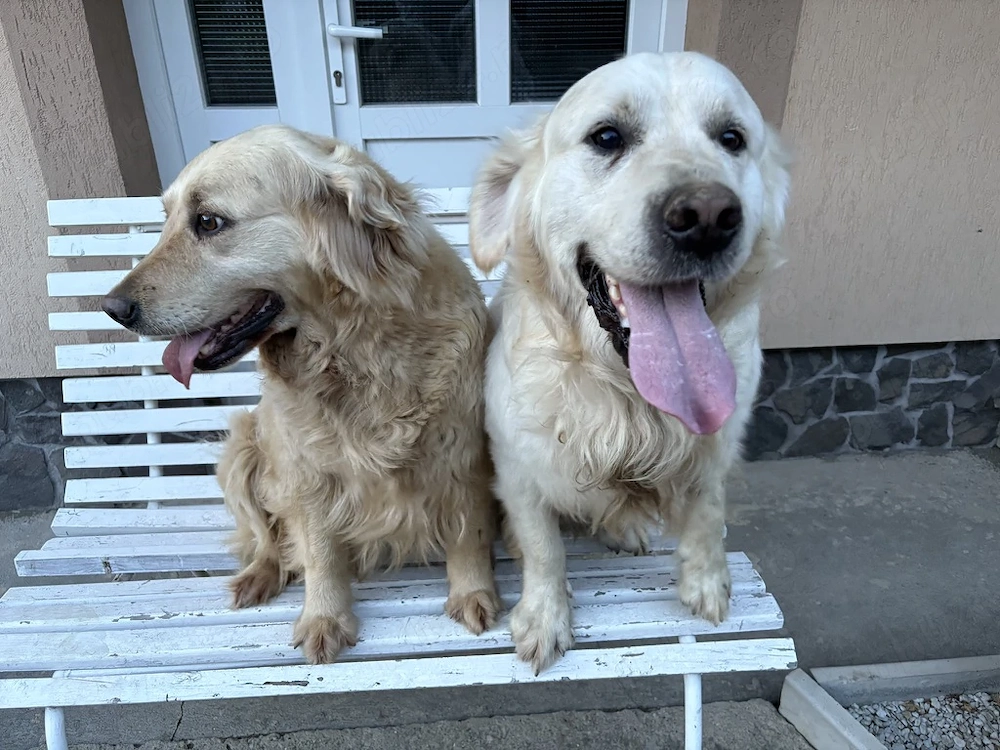 Donez urgent câini Golden Retriever 