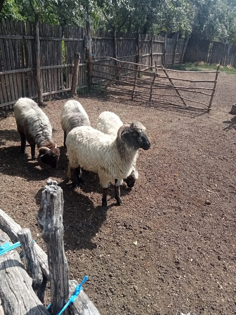 Vand oi cine dorește 