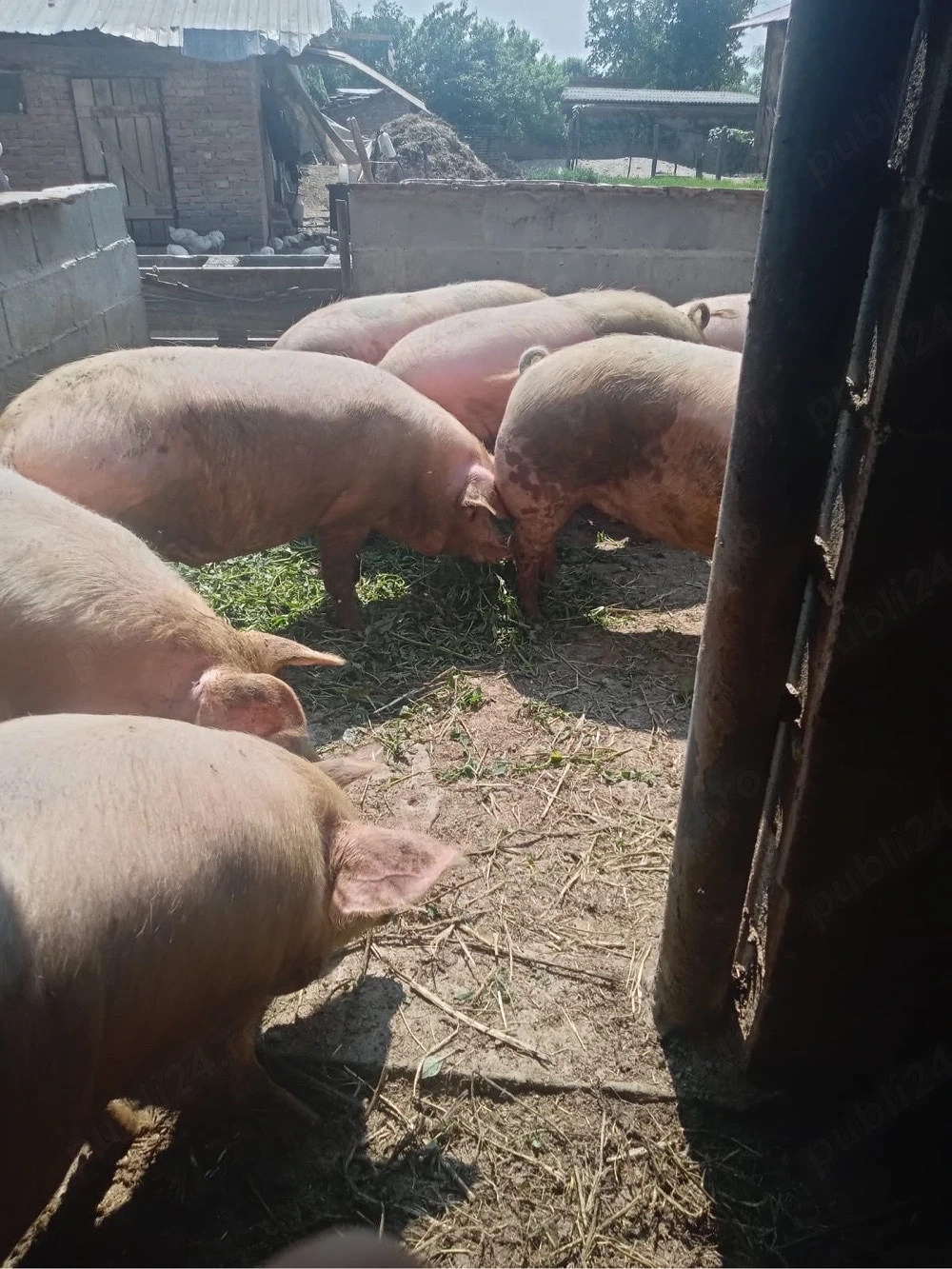 Porci de vanzare 
