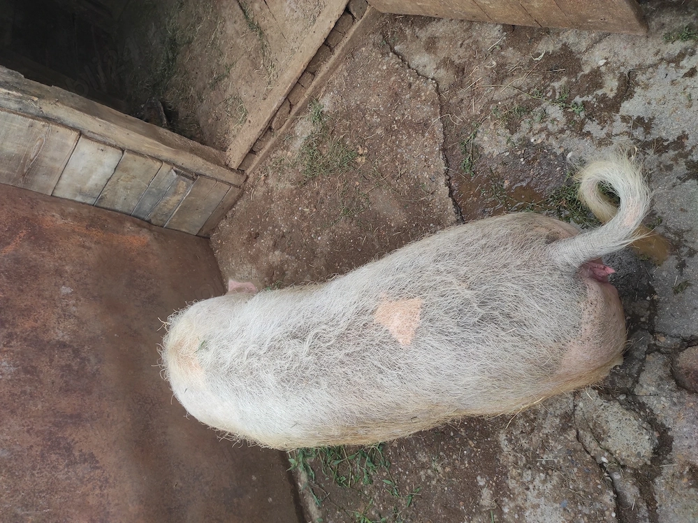 Porc de vânzare 