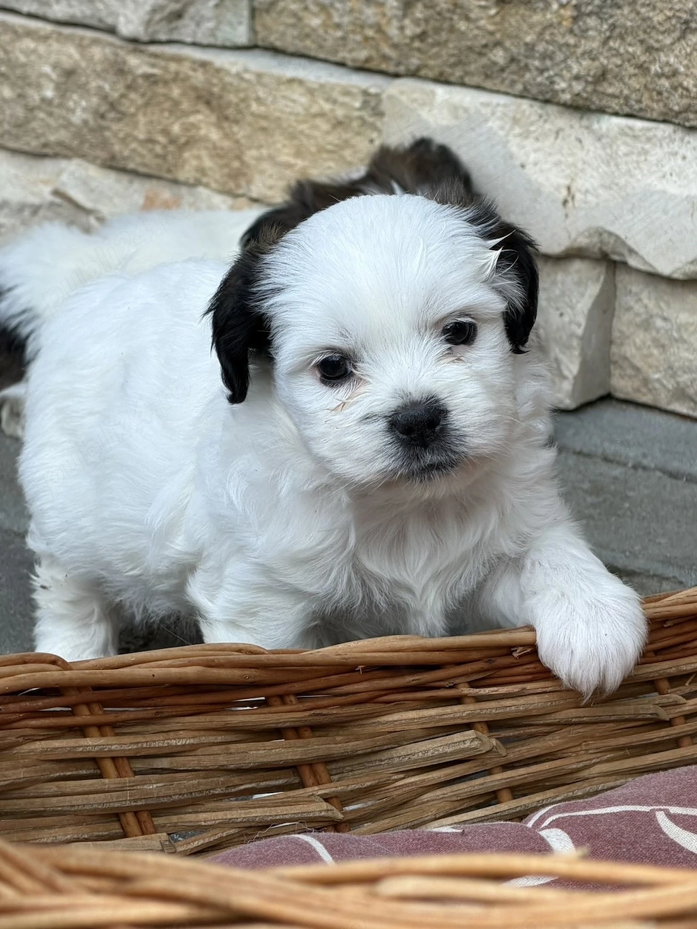 Fetiță rasa Shih Tzu