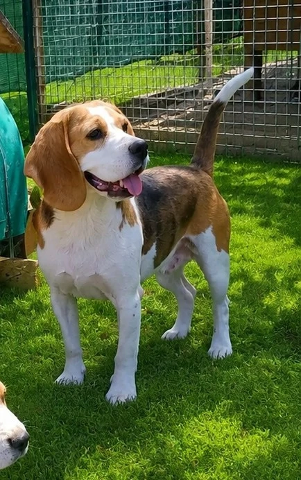 Femela Beagle tricolor