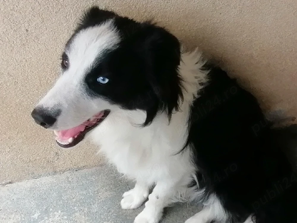 Border Collie 
