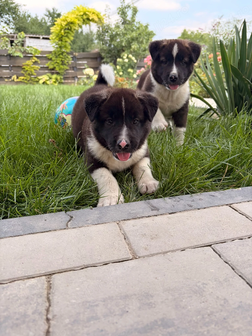 Akita American masculi