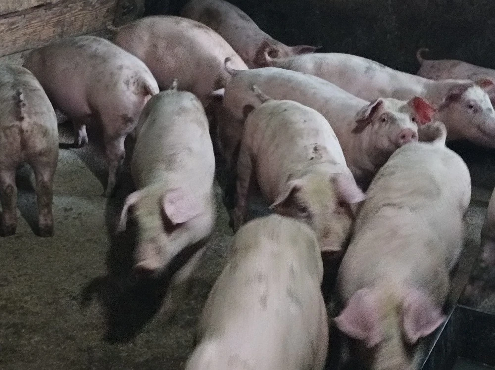 Soldanei de carne 40-45 kg