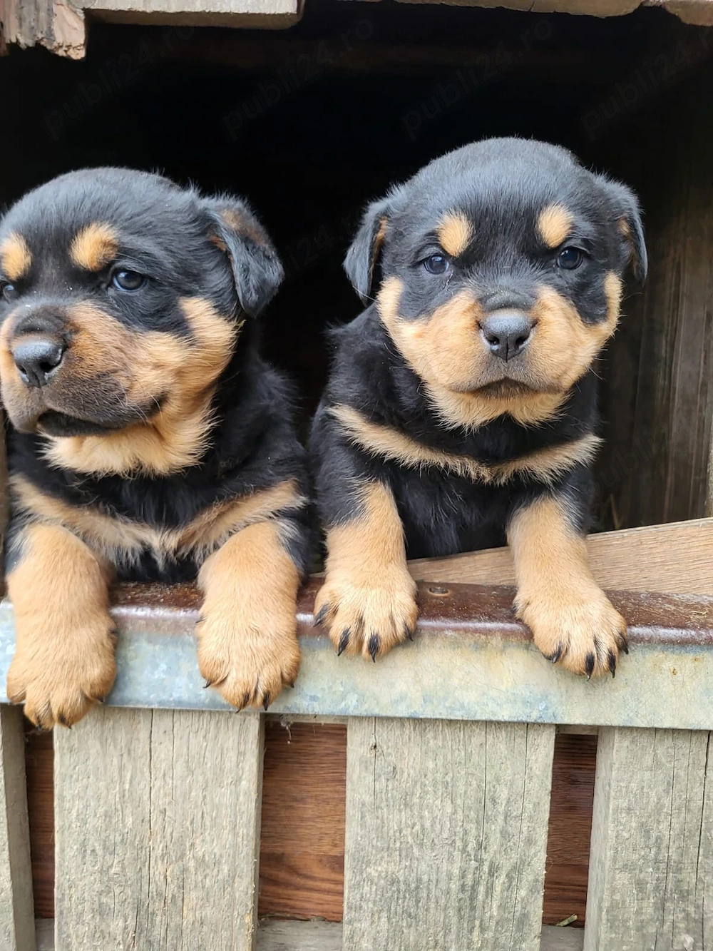 Vând câini rottwailer