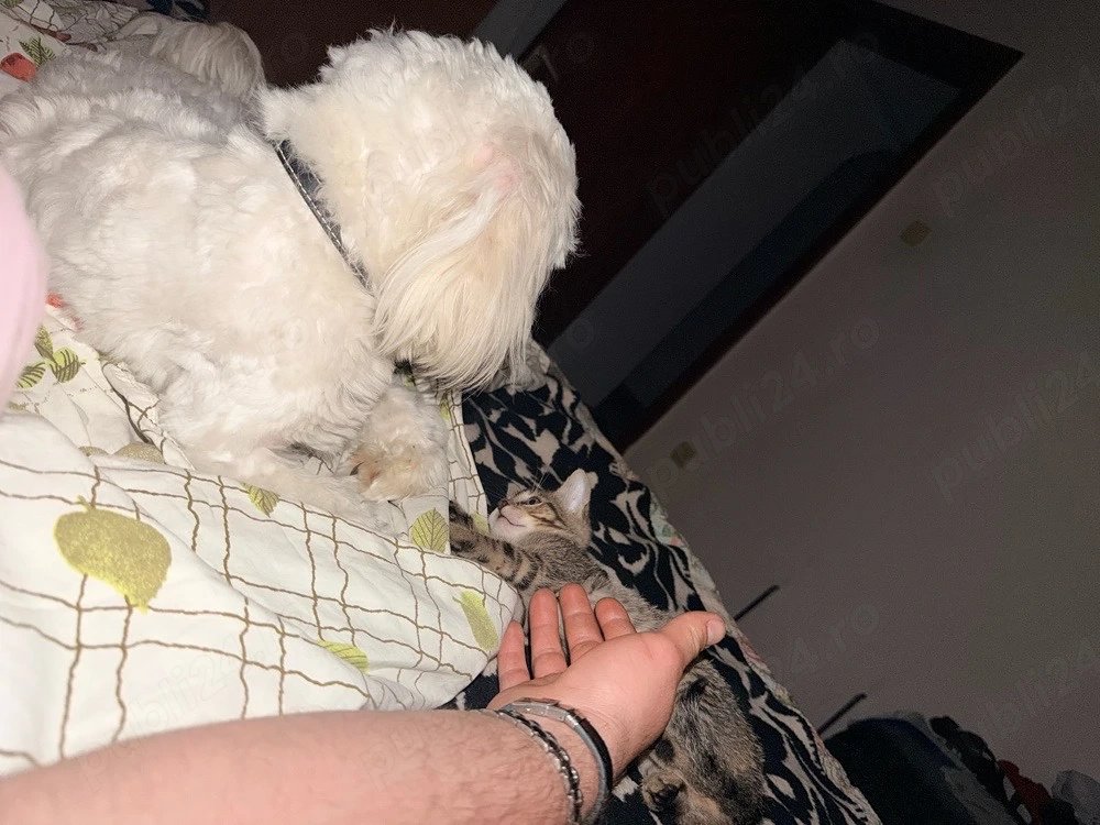 vand URGENT bichon maltez 