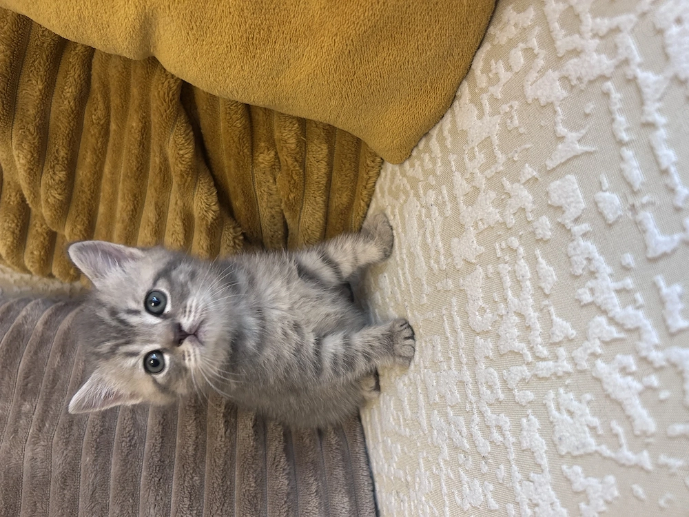 British Silver Tabby