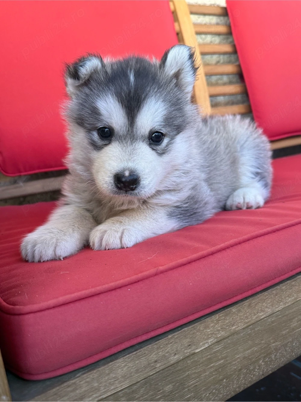 Cățelușă Husky Siberian   6 săptămâni (rasa pură)