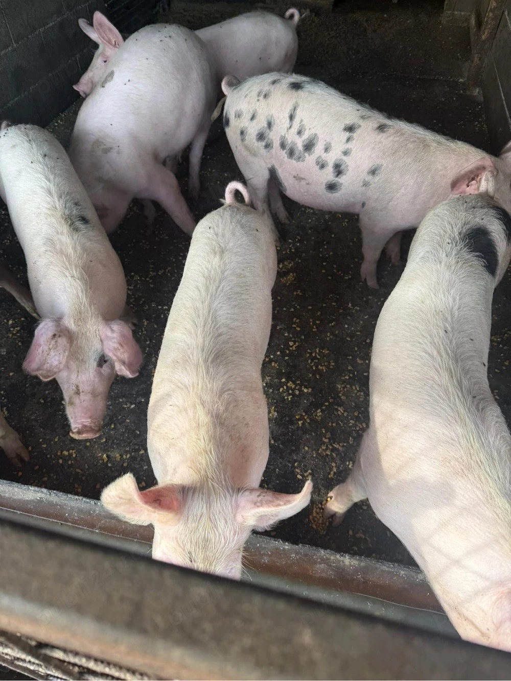 Vand porci purcei