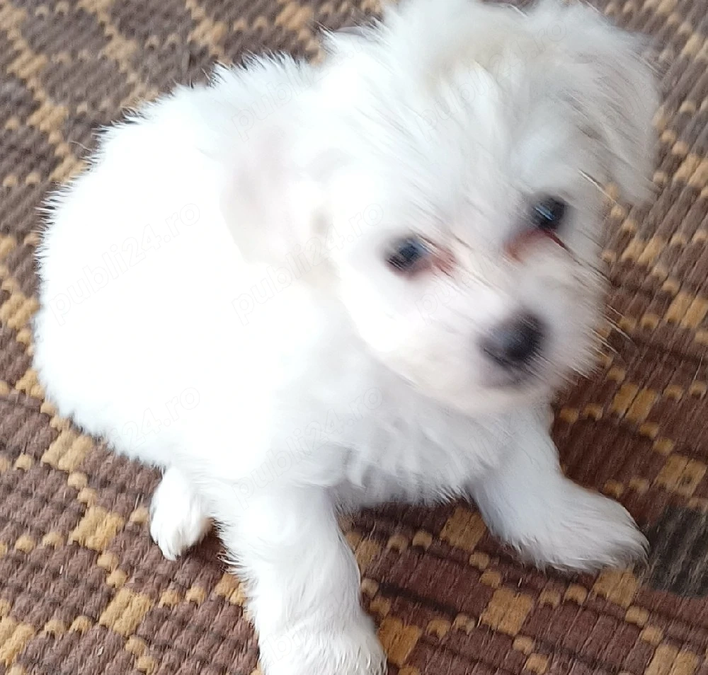 Bichon maltez 