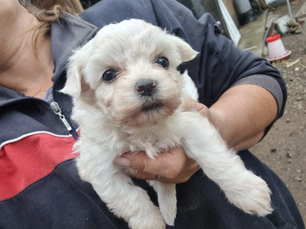 Bichoni matezee
