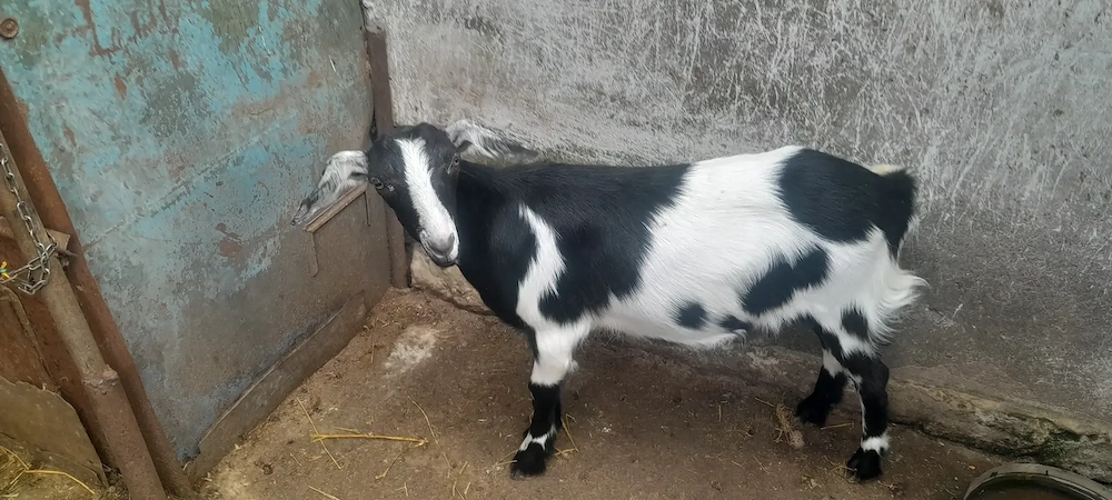 Vind iada de 6 luni din capra bună de lapte pret 350 lei calarasi              .........            