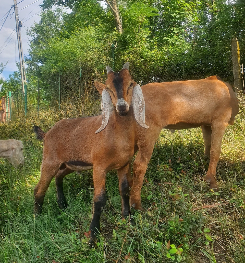 2 țăpici metis Anglonubian cu Saeneen 