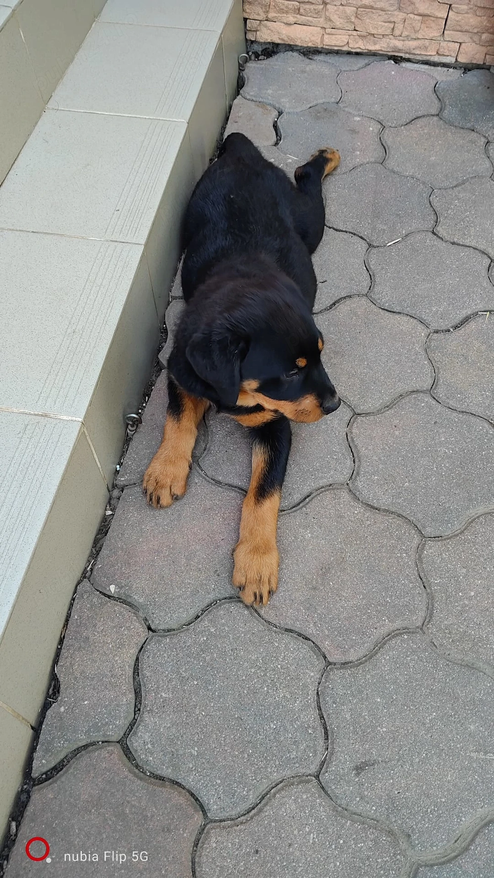 Vand pui catelusi, rasa Rottweiler, femele.