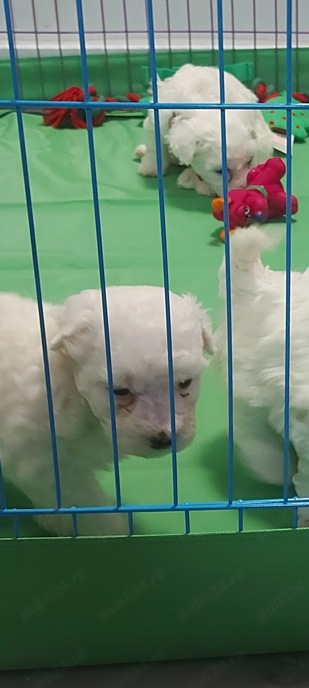 Bichon frise de vanzare