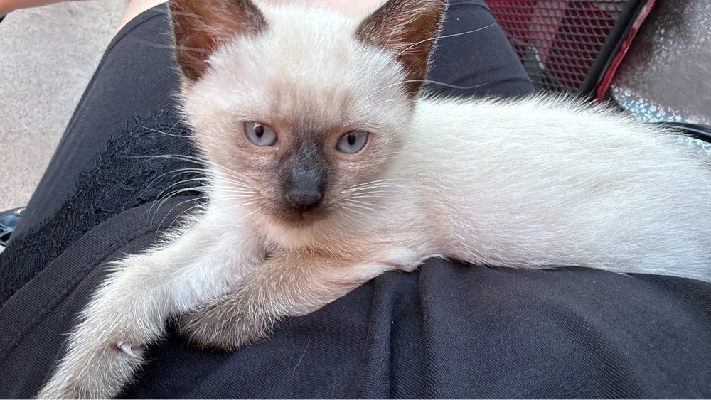 Pisica siameza blue point