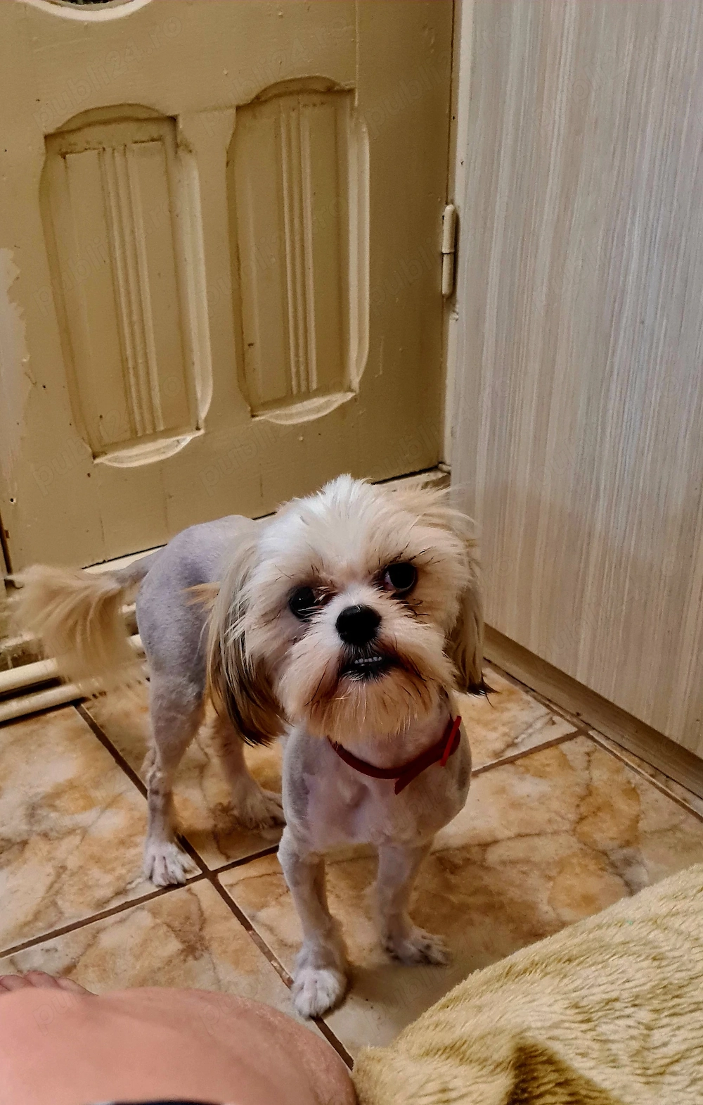 Vand catel shih tzu