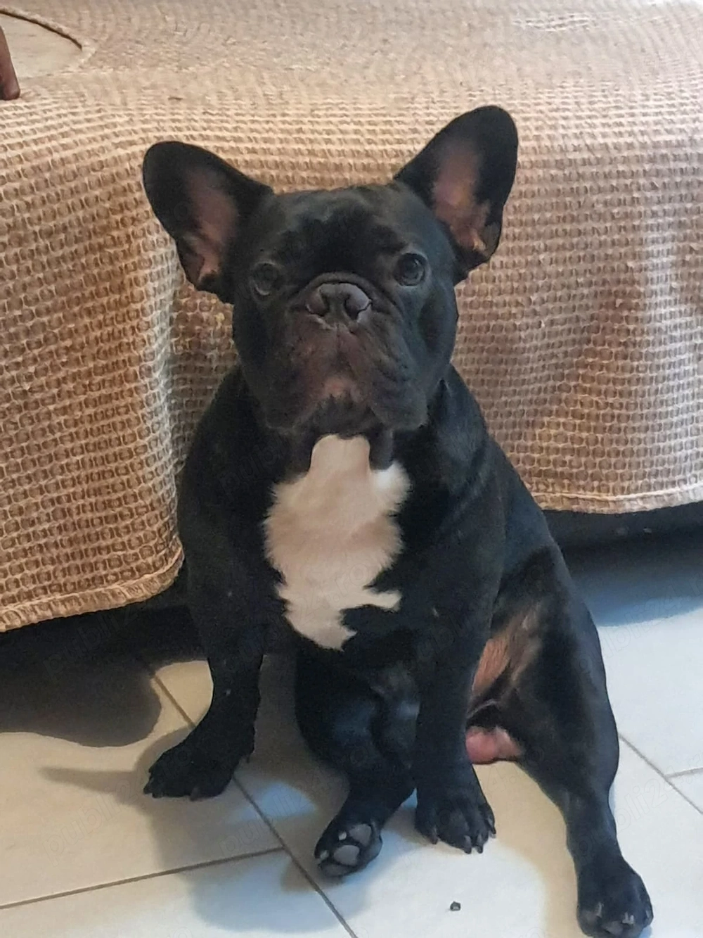Bulldog Francez dresat (baiat)