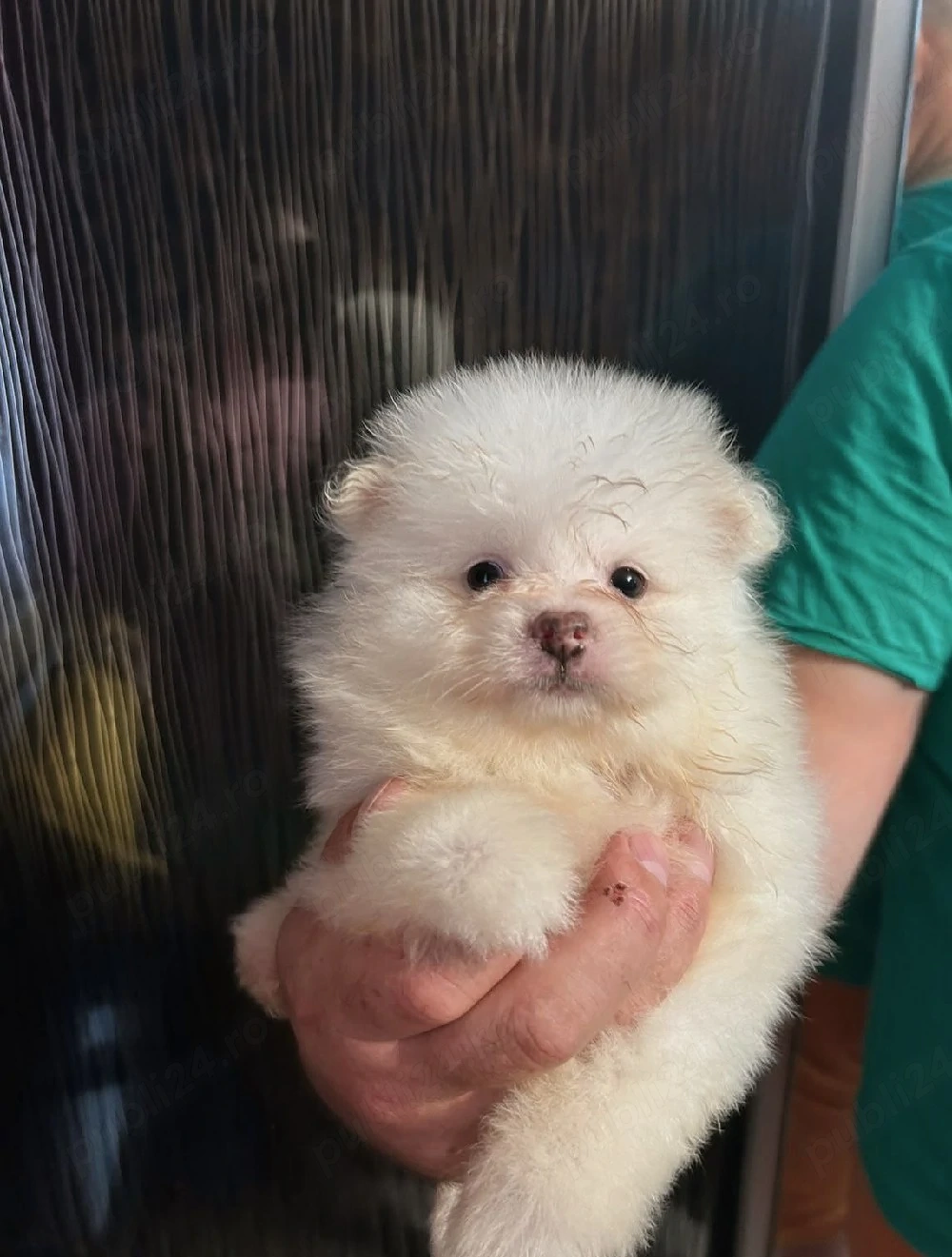 Pomeranian mini spitz