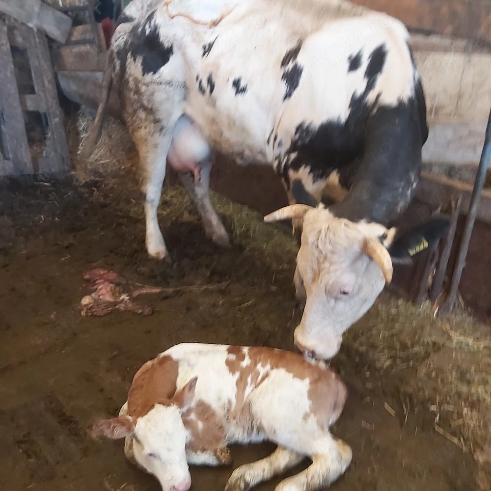 vaca proaspat fatata  frumoasa 