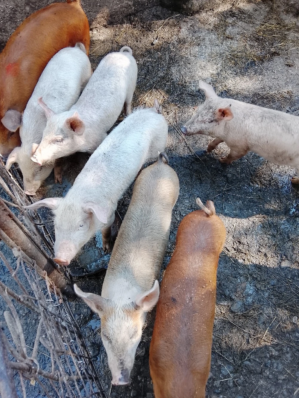 vand 8 purcei de 10 săptămâni 