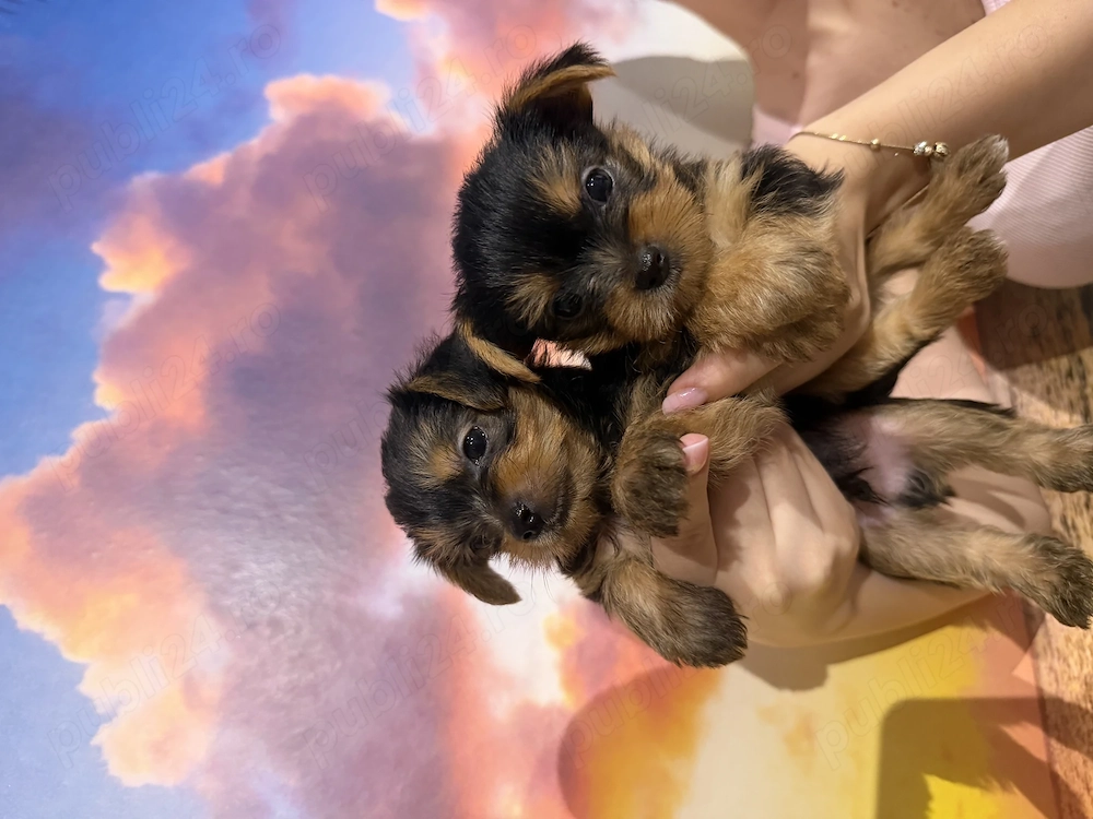 Catelusi Yorkshire Terrier baietei! 