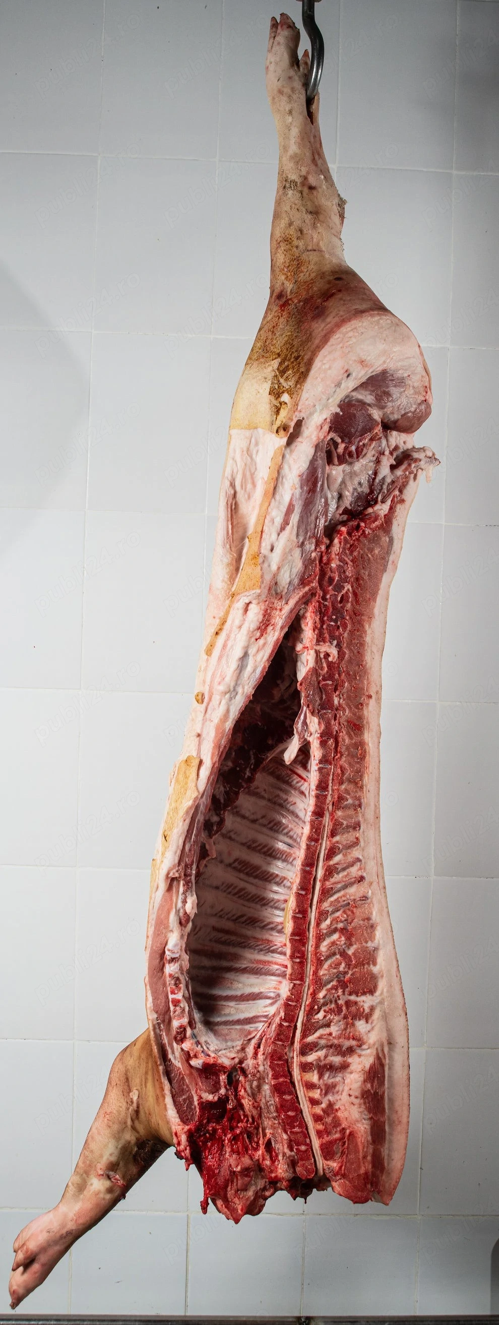 carcasă porc de carne