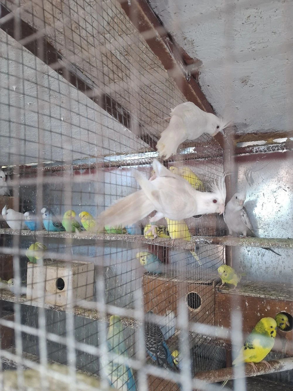vând 4 pui papagali nimfe, si o pereche matură