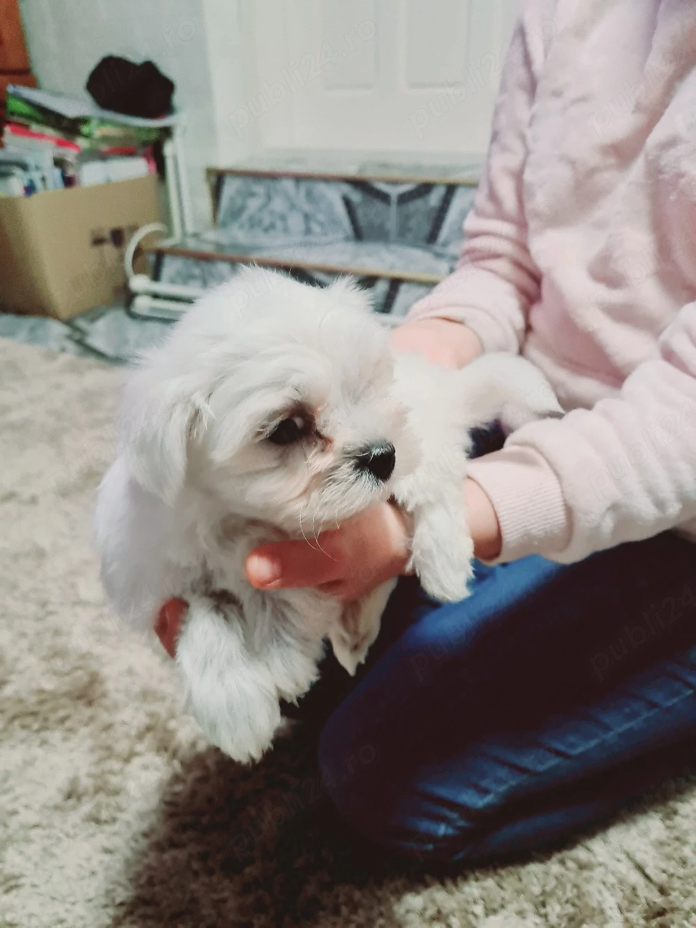 Căței Bichon Maltez 
