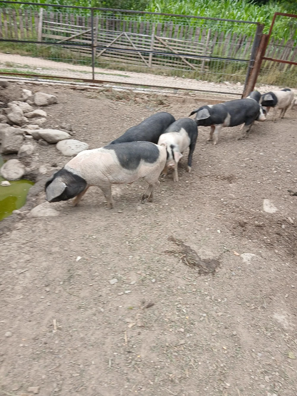 vând soldani crescuți natural în propria gospodărie foarte mâncăciosi relații în privat 