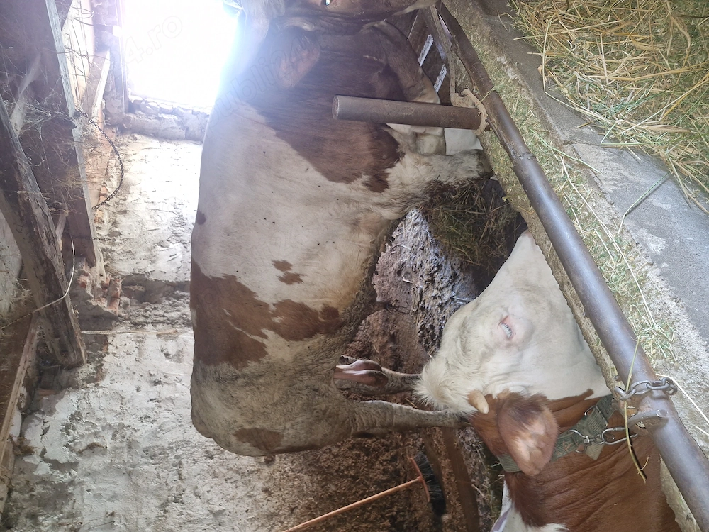 Vand taur de peste 450 de kg 