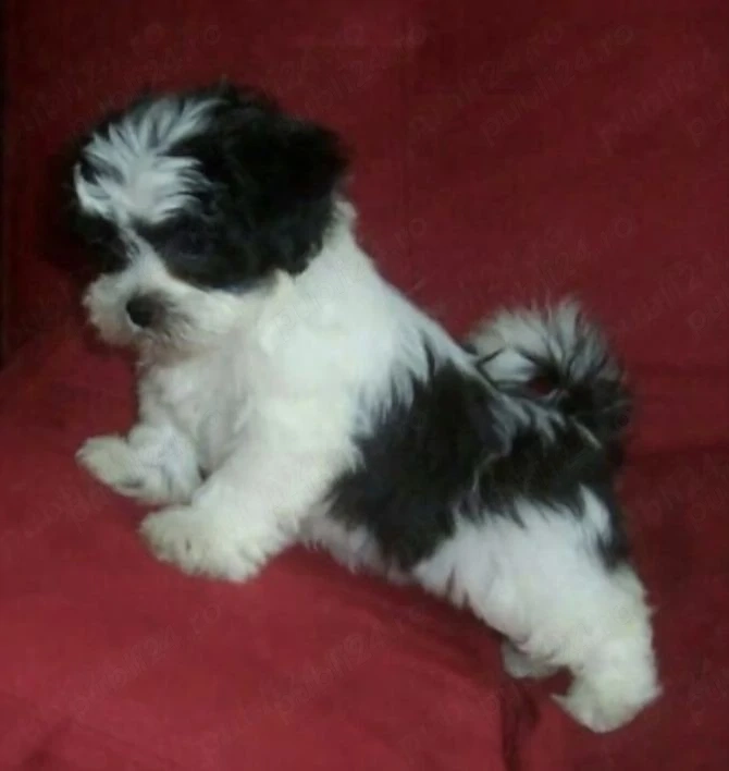 Pui Bichoni 