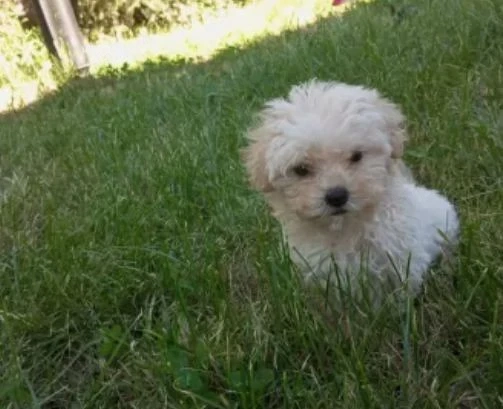 Pui bichon 