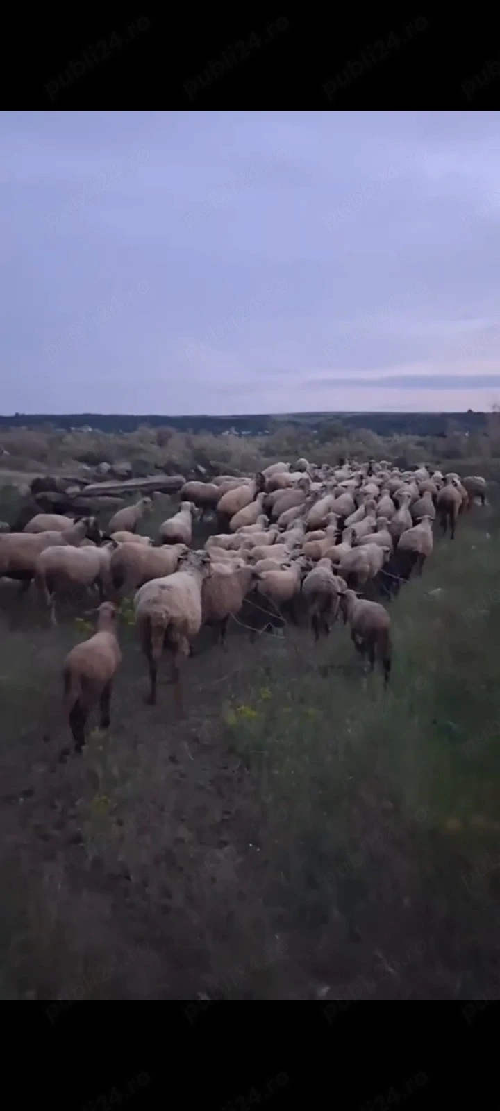 Vând oi și capre 141 de bucăți 