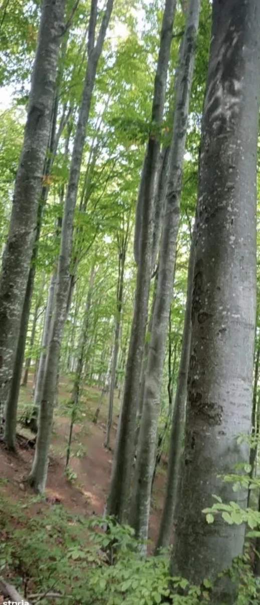 Pădure Dud Tarnova Arad