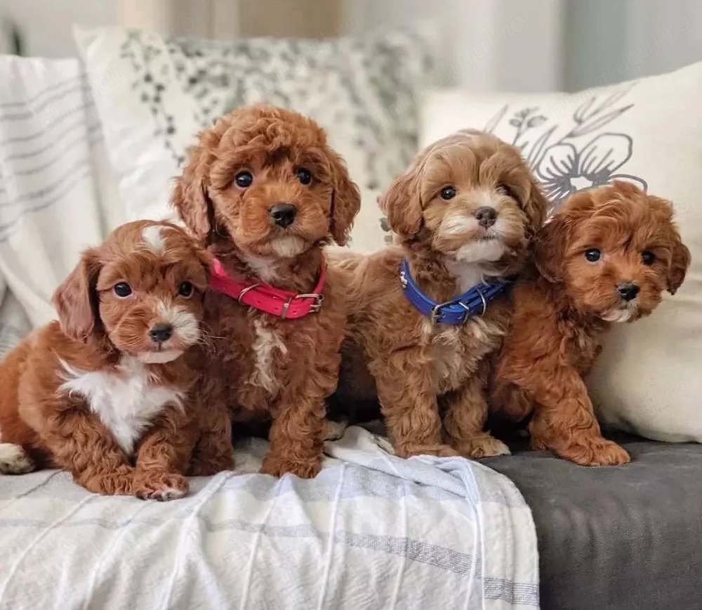 Căței Maltipoo