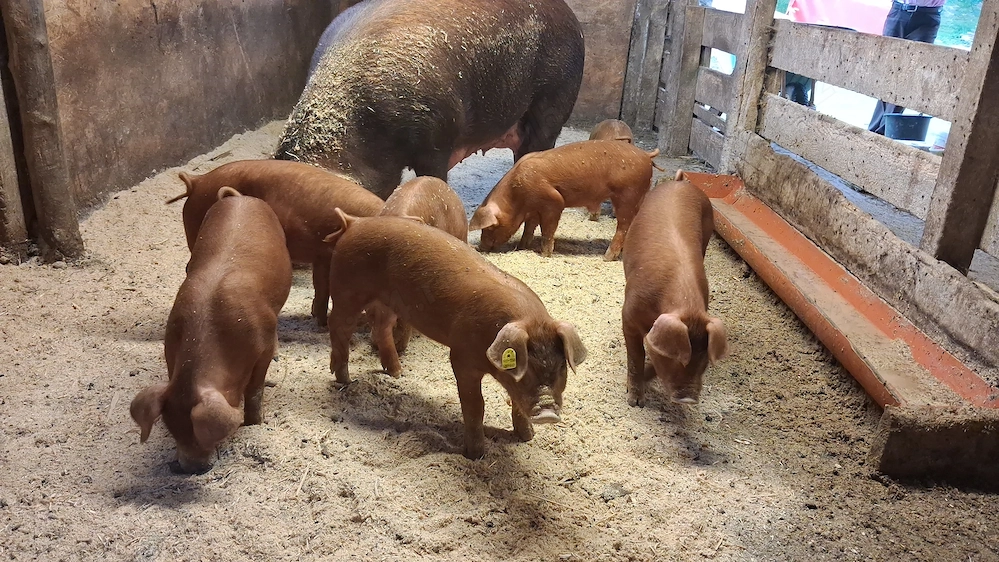 Scrofite si masculi duroc