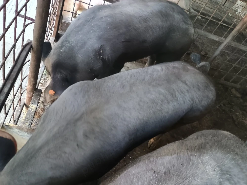 porci de vânzare 