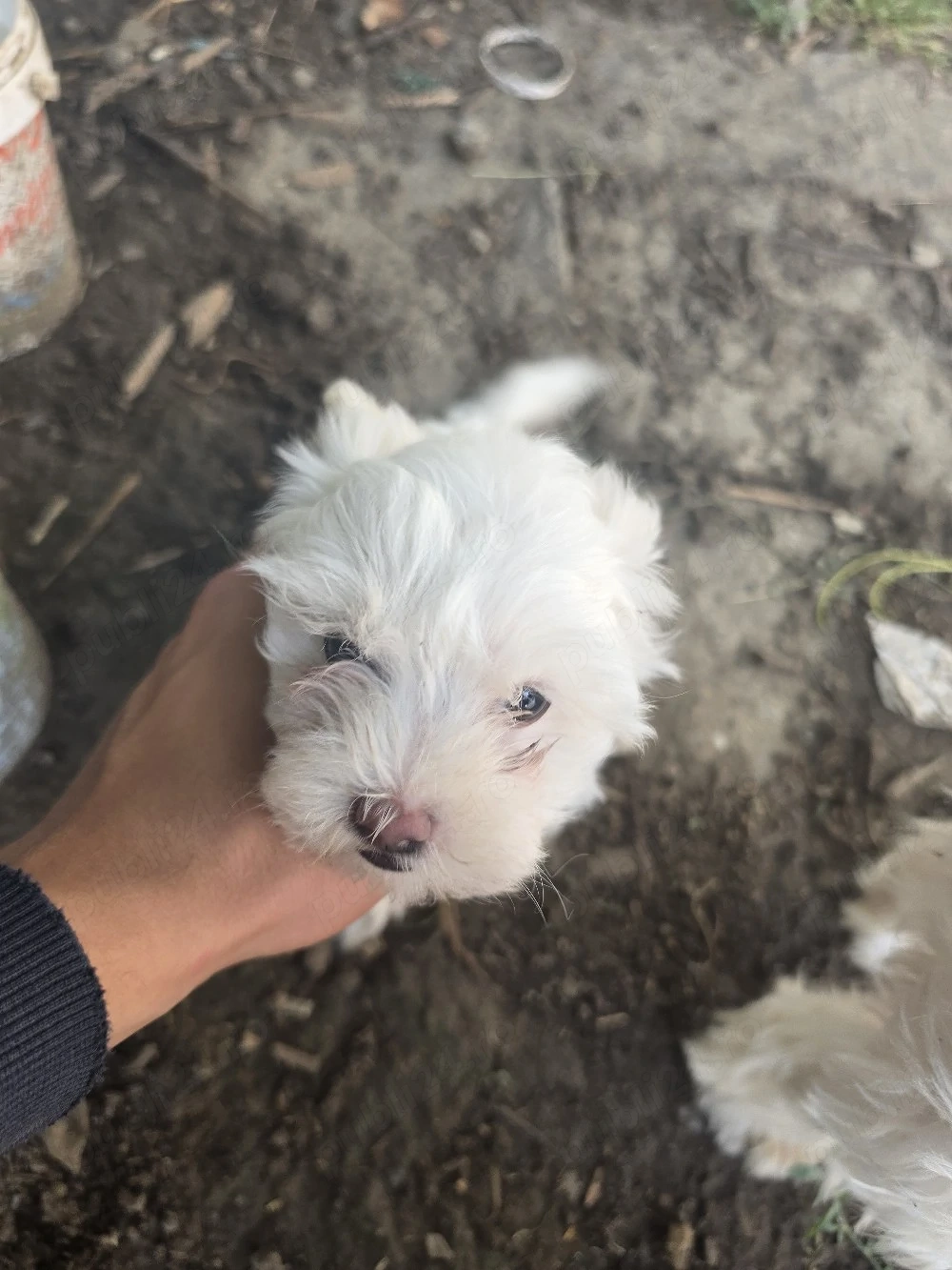 Vând pui de Bichon   sănătoși și jucăuși