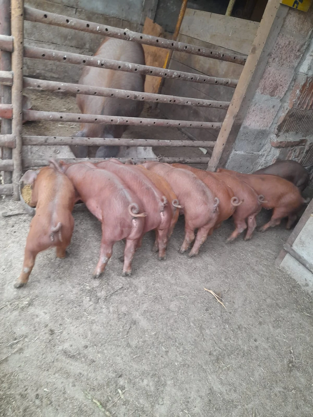 Vand purcei 8 săptămâni 